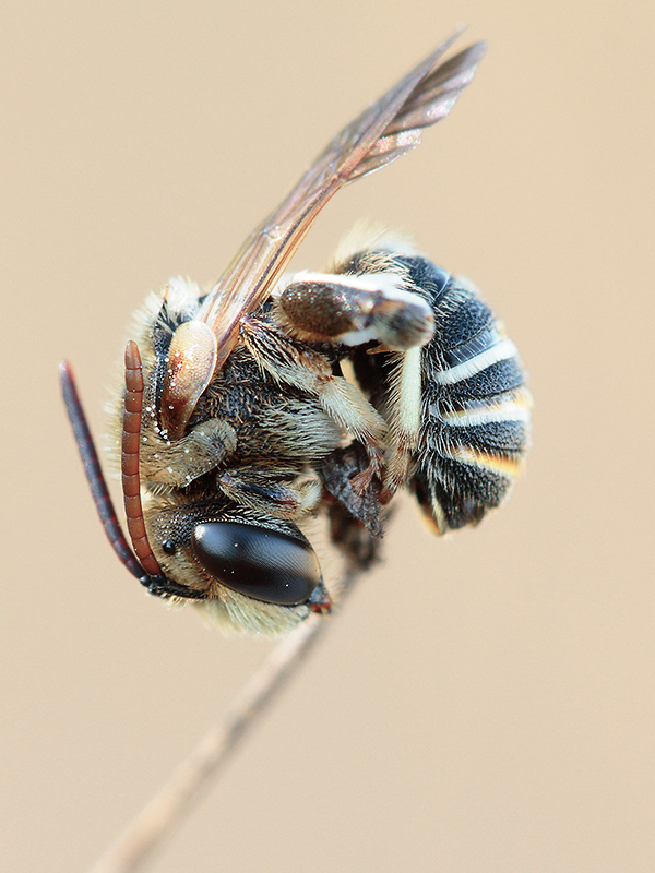 Apidae: Megachilinae?  No, Halictinae:  Nomiapis cfr. diversipes